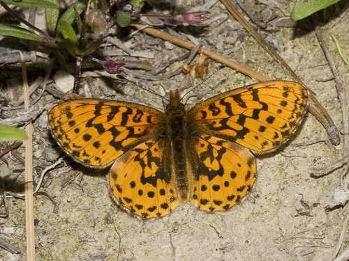 Western Meadow Fritillary - Hodges#4469