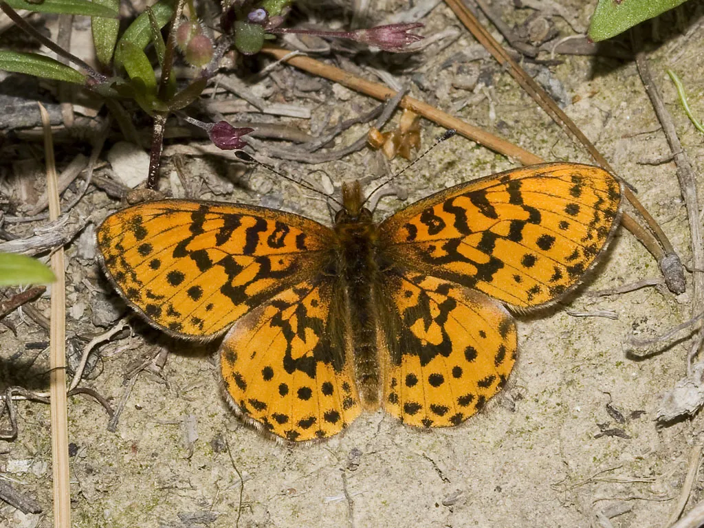 Western Meadow Fritillary - Hodges#4469 - photo 2