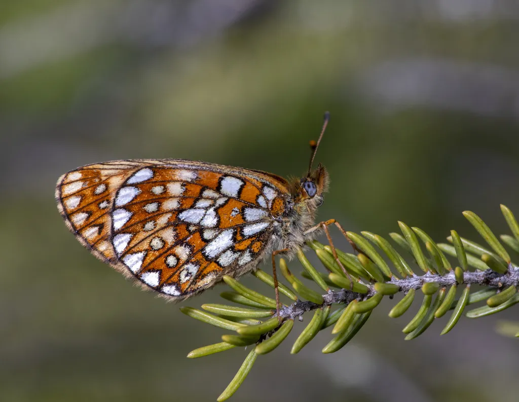 Bog Fritillary - Hodges#4463 - photo 2