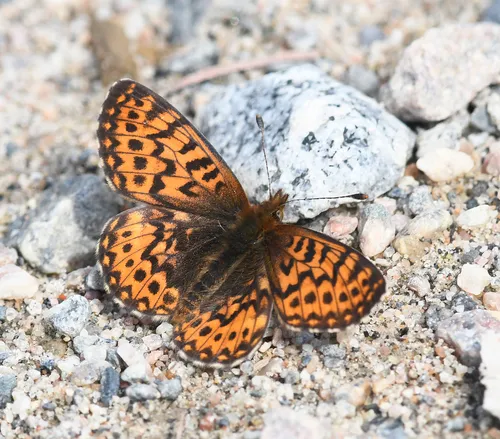 Freija Fritillary - Hodges#4471