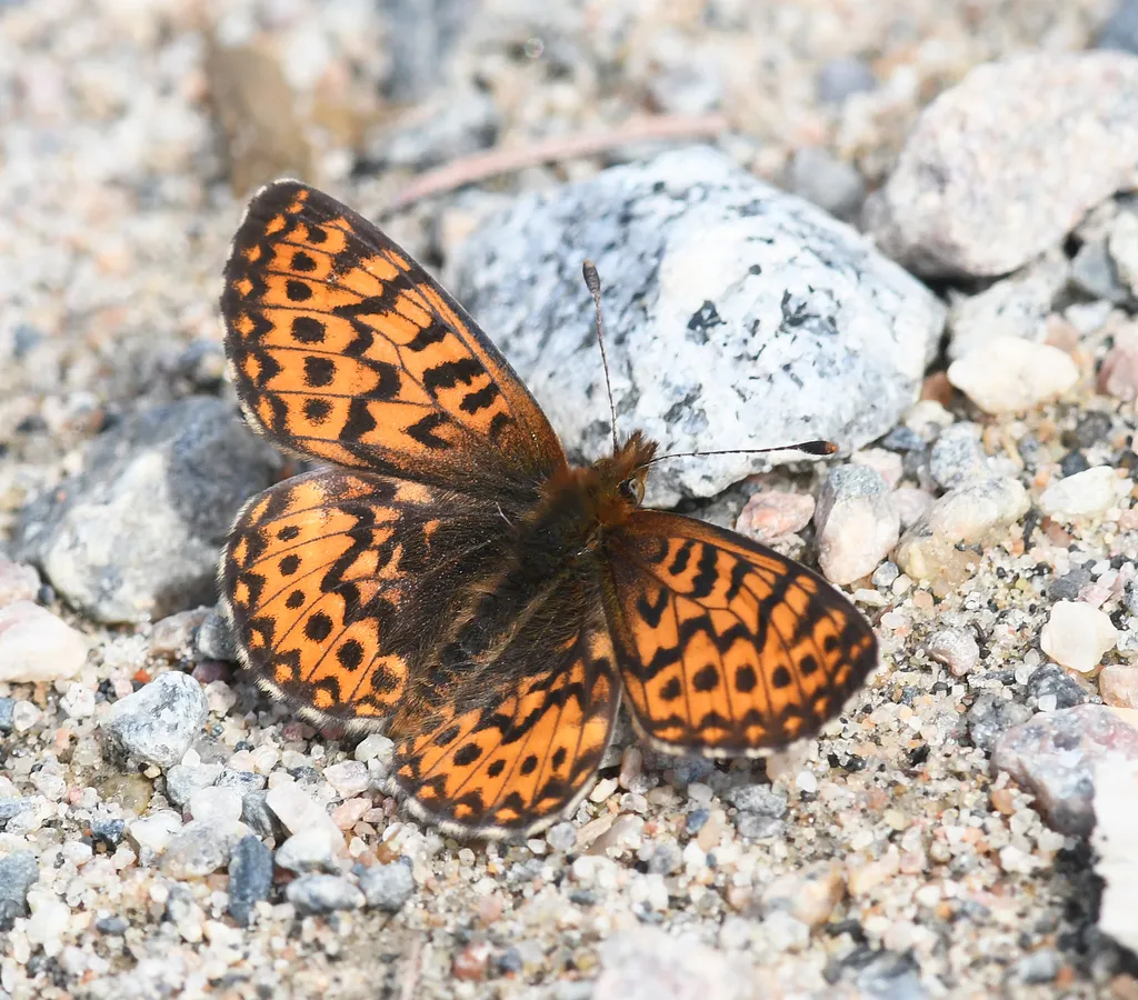 Freija Fritillary - Hodges#4471 - photo 2