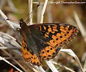 Frigga Fritillary - Hodges#4466