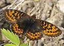 Frigga Fritillary - Hodges#4466 - photo 2