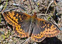 Frigga Fritillary - Hodges#4466 - photo 3