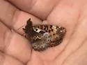 Frigga Fritillary - Hodges#4466 - photo 4