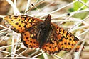 Frigga Fritillary - Hodges#4466 - photo 5