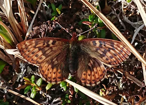 Dingy Fritillary - Hodges#4467