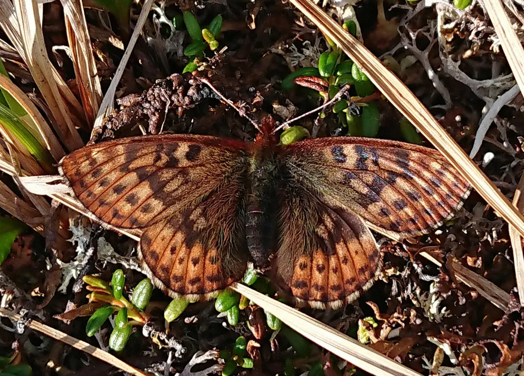Dingy Fritillary - Hodges#4467 - photo 2