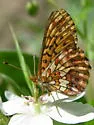 Relict Fritillary - Hodges#4468