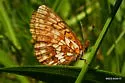 Relict Fritillary - Hodges#4468 - photo 2