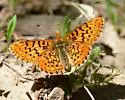Relict Fritillary - Hodges#4468 - photo 3