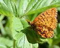 Relict Fritillary - Hodges#4468 - photo 4
