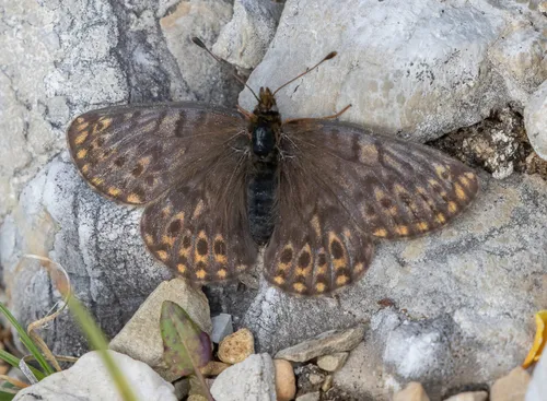 Natazhati Fritillary - Hodges#4471.1