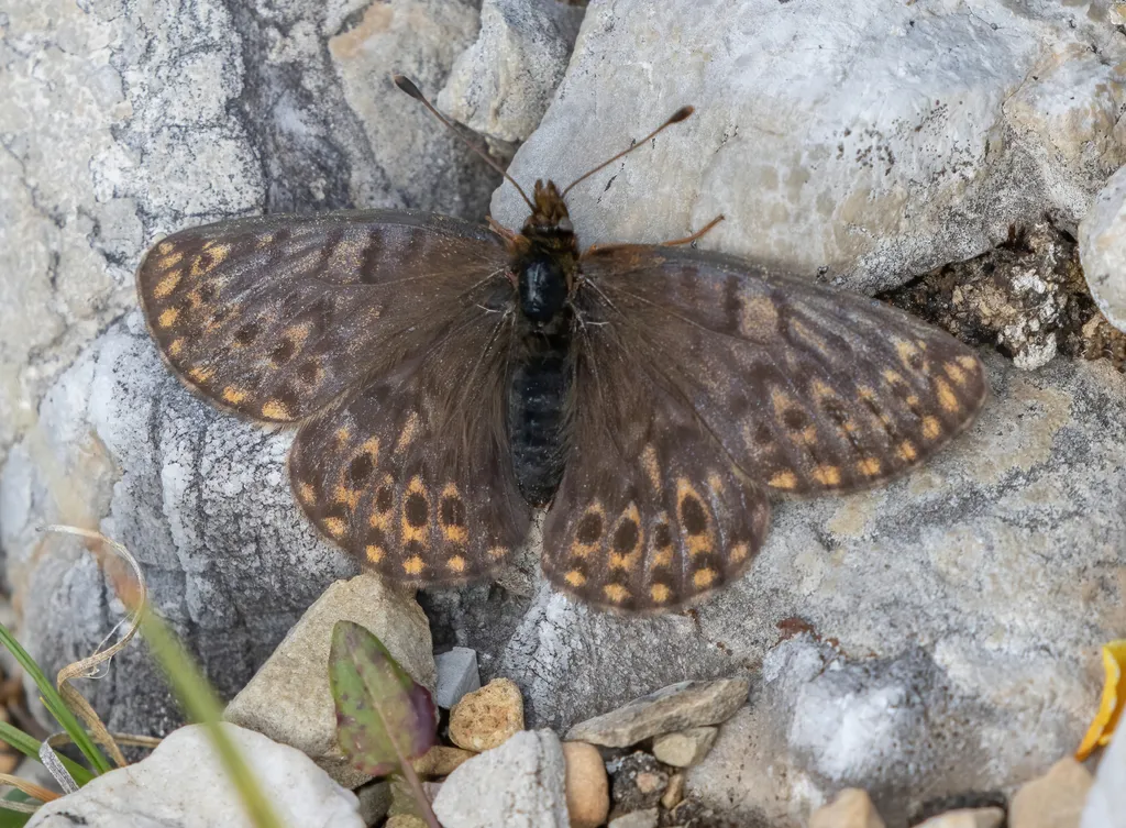 Natazhati Fritillary - Hodges#4471.1 - photo 2