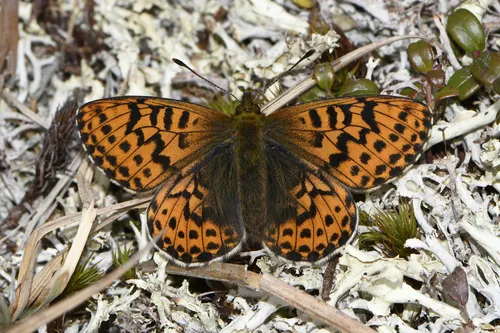 Arctic Fritillary - Hodges#4470