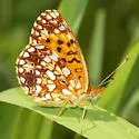 Silver-bordered Fritillary - Hodges#4464 - photo 2