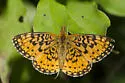 Silver-bordered Fritillary - Hodges#4464 - photo 3