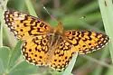Silver-bordered Fritillary - Hodges#4464 - photo 4