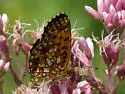 Silver-bordered Fritillary - Hodges#4464 - photo 5