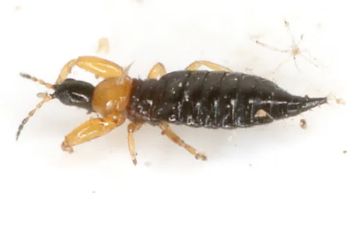 Bolothrips bicolor - photo 2