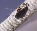 Bolteria amicta