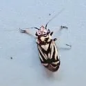 Bolteria amicta - photo 2