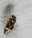 Bolteria luteifrons - Bolteria luteifrons