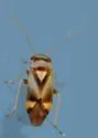 Bolteria luteifrons - photo 5