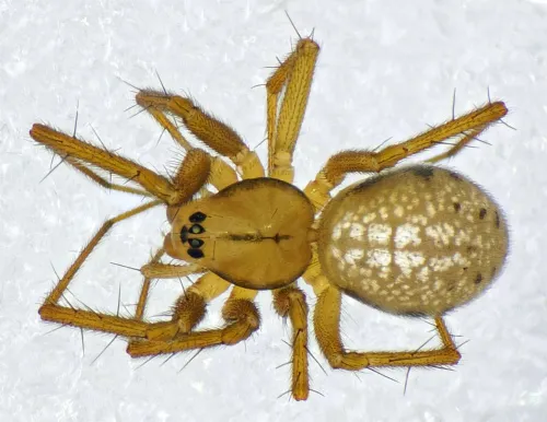 Bolyphantes luteolus
