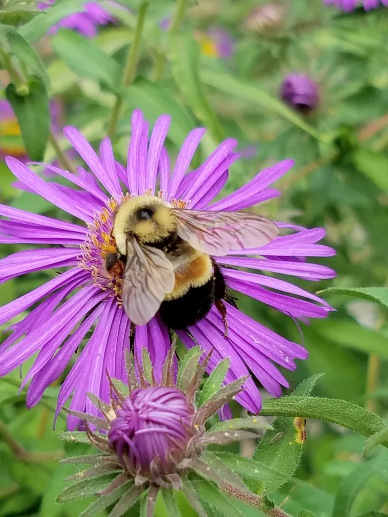 Rusty-patched Bumble Bee - photo 2