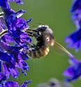 White-shouldered Bumble Bee