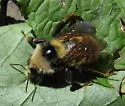 White-shouldered Bumble Bee - photo 2
