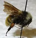 White-shouldered Bumble Bee - photo 3