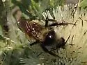 White-shouldered Bumble Bee - photo 4