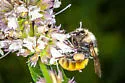 White-shouldered Bumble Bee - photo 5