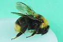 Bombus ashtoni