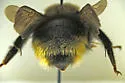 Bombus ashtoni - photo 2