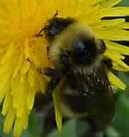 Bombus ashtoni - photo 3