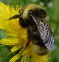 Bombus ashtoni - photo 4