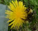 Bombus ashtoni - photo 5