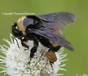 Black-and-gold Bumble Bee