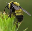 Black-and-gold Bumble Bee - photo 2