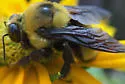 Black-and-gold Bumble Bee - photo 3