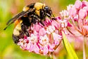 Black-and-gold Bumble Bee - photo 4