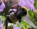 Black-and-gold Bumble Bee - photo 5