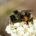Colorado Black-notched Bumble Bee