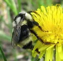 Colorado Black-notched Bumble Bee - photo 2