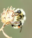 Colorado Black-notched Bumble Bee - photo 3