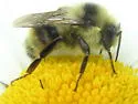 Colorado Black-notched Bumble Bee - photo 4