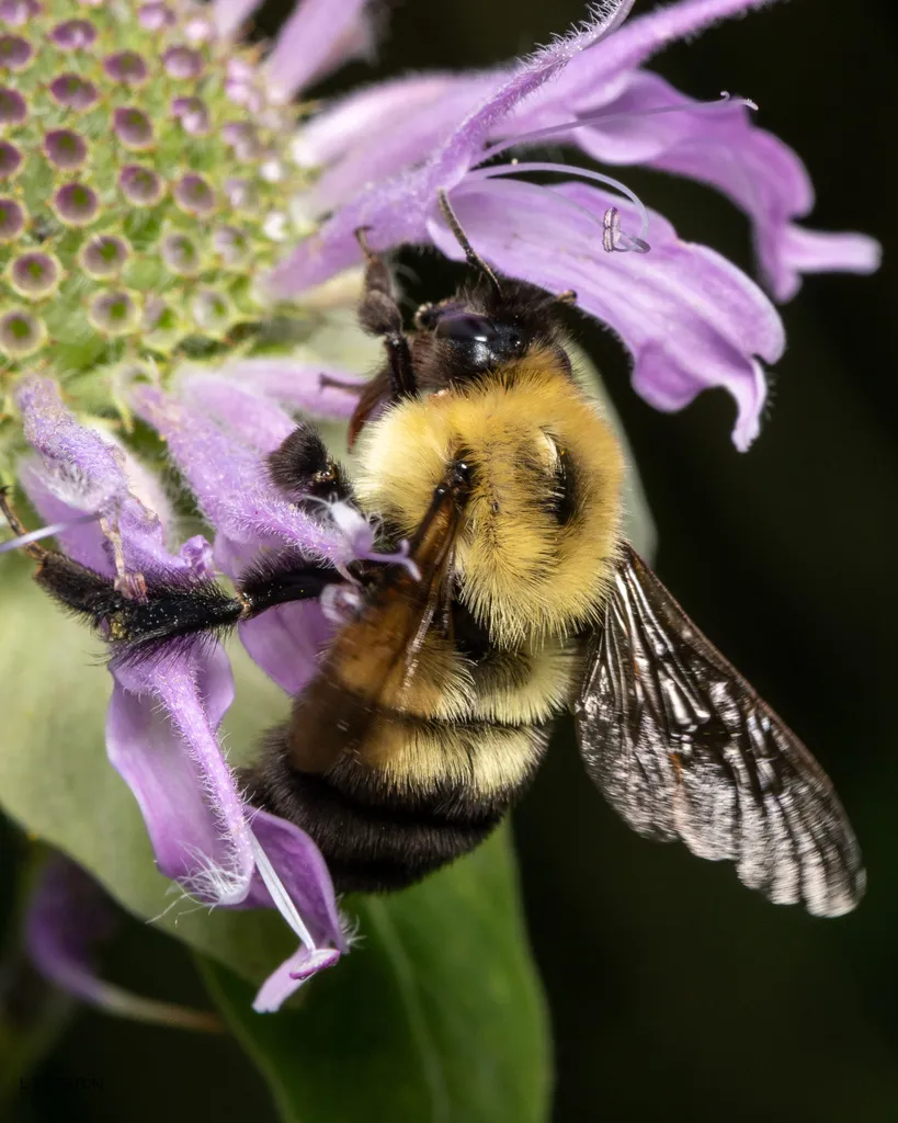 Two-spotted Bumble Bee - photo 2